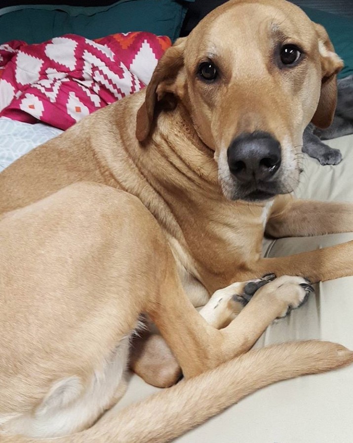 A Great Labradane lying on the couch with its curious face