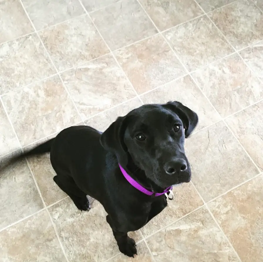 black Great Labradane sitting on the floor with its begging face