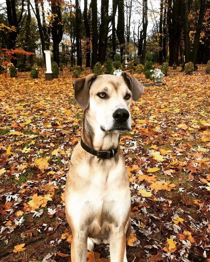 Great Pyredane sitting on the ground with autumn leaves