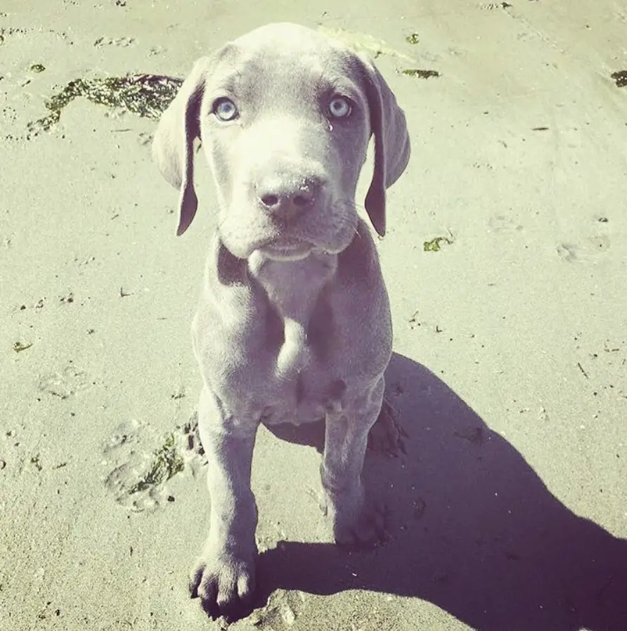 grey Great Weimar with blue eyes sitting in the sand