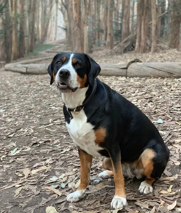 Greater Swiss Mountain Dane sitting on the ground in the forest