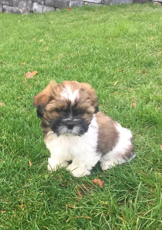 Havashu puppy sitting on the green grass