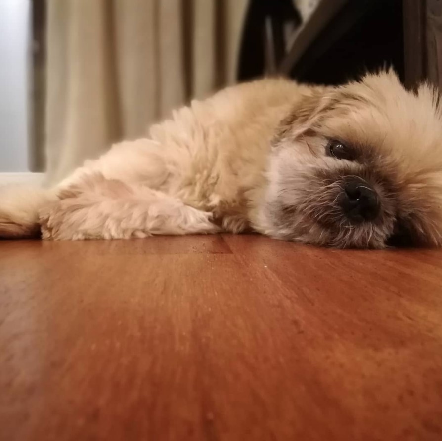 tired Italian Tzu lying on the floor