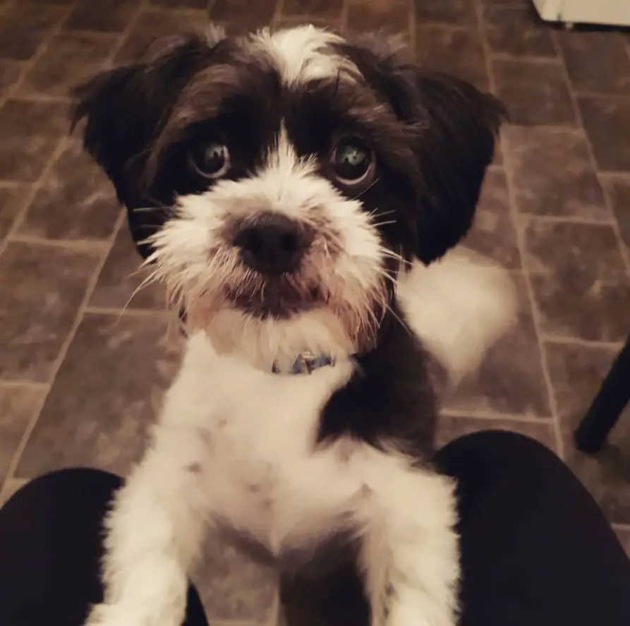Jack Tzu standing up leaning against the person's lap while looking up with its begging eyes