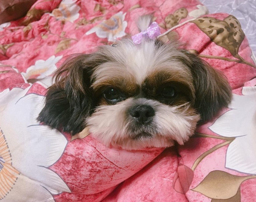 Jatzu wrapped in a blanket while lying on the bed