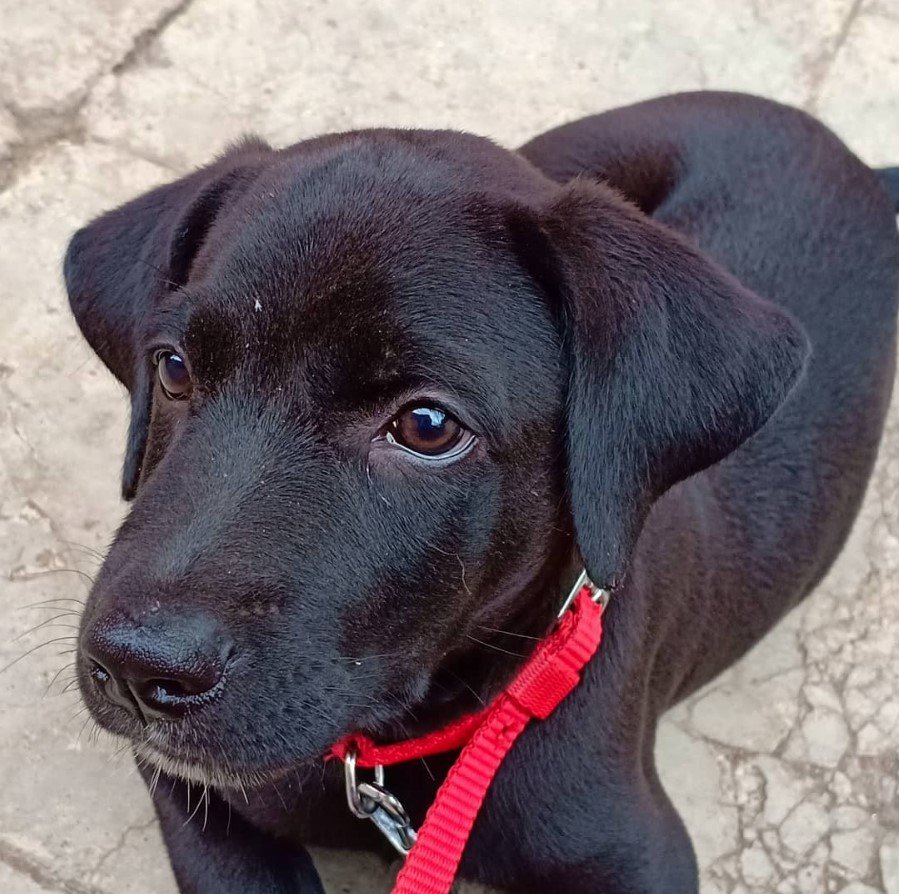 black Labradane lying on the floor