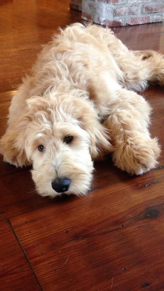 Labradoodle (Poodle Lab Mix) with white fur, also known as American Labradoodle, Labradorpoo, Labradordoodle, Labrapoo, Labrapoodle, Standard Labradoodle.