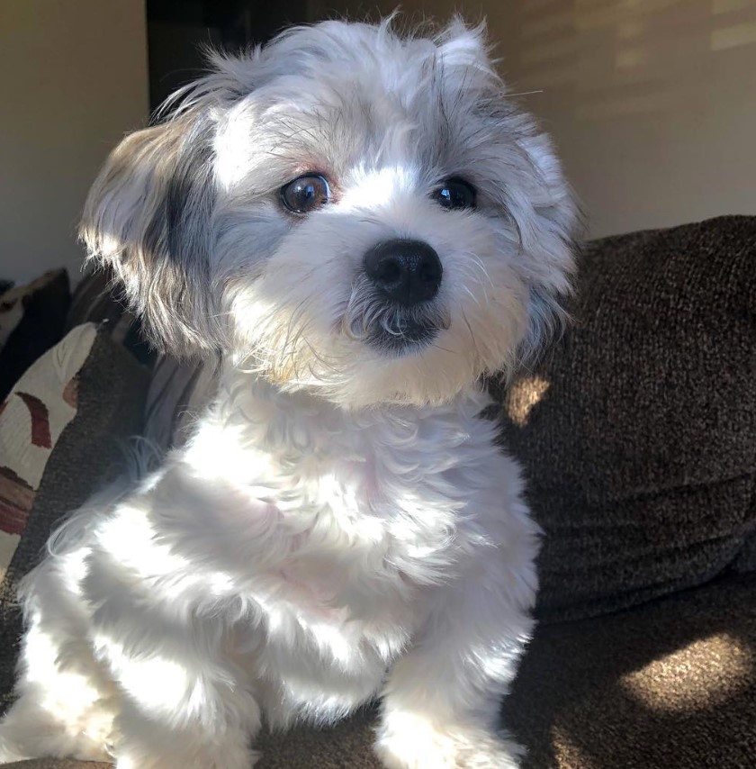 Mal-Shi sitting on top of the couch with sunlight