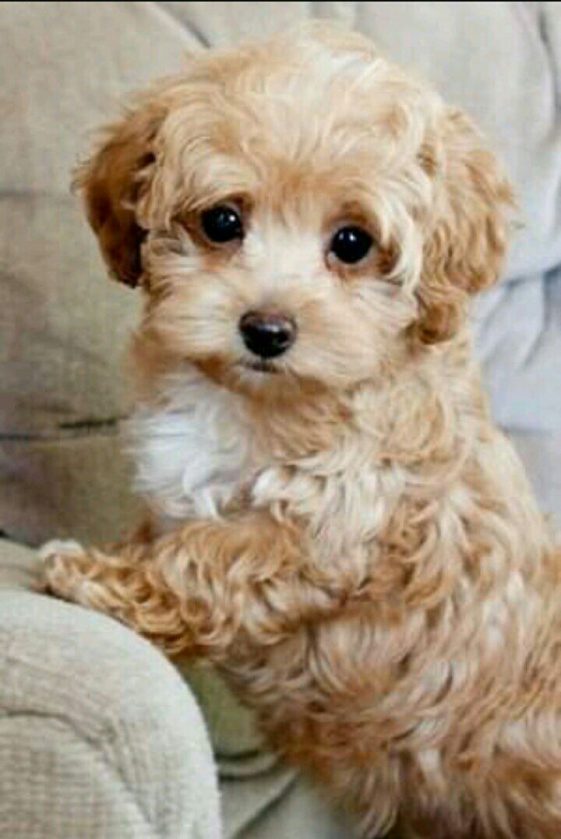 Maltipoo (Maltese Poodle Mix) puppy standing in the couch, Other names: Malti-Doodle, Malt-A-Doodle, Malt A Doodle, Maltidoodle, Maltedoodle, Malt-oodle, Malt-A-Poo, Malt A Poo, Malta-Poo, Maltapoo, Malti-Poodle, Maltipoodle, Malte-Poo, Maltipoo, Maltepoo, Maltesepoo, Maltese-Poodle, Maltesedoodle, MoodleMulta-Poo.