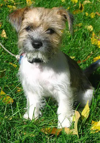 Mini Fo-Tzu sitting on the grass with dried leaves