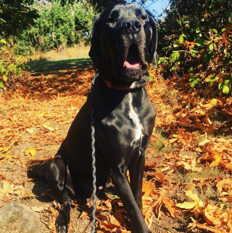 Neo Daniff sitting on the ground with dried leaves in the forest while its mouth is open
