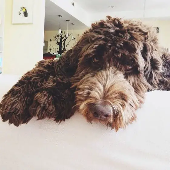 Newfypoo (Newfoundland Poodle Mix) with brown curly hair resting in a couch, Other names: Newdle, Newfie-Doodle, Newfiedoo, Newfiepoo, Newfiedoodle, Newfydoodle, Newfoundlandpoo, Newfoundlandoodle, Poofoundland.