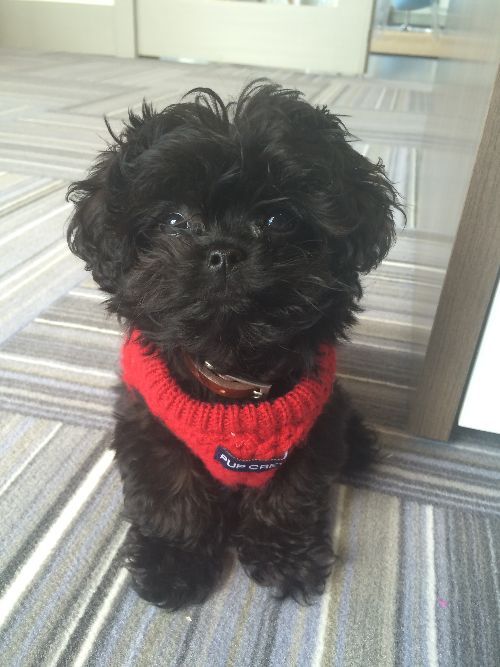 balck Peekapoo (Pekingese Poodle Mix) puppy