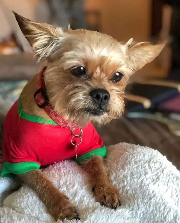 Pin-Tzu wearing a red and green sweater while lying on the bed