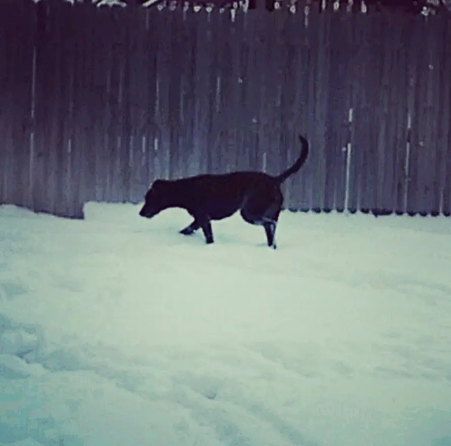 black Plush Danois walking in snow