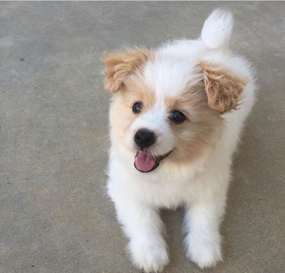 Pomapoo (Pomeranian Poodle Mix) puppy with white and beige colored hair, Other names: Pooranian, Pom-A-Poo, Pom A Poo, Poopom, Pomapoo, Pomadoodle, Pomeranianpoo, Pomeraniandoodle, Pomeroodle, Poopom.