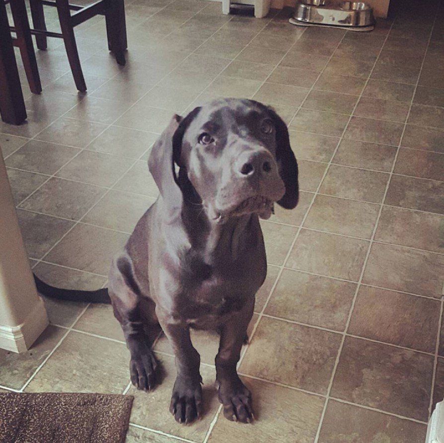 black Presa Dane puppy sitting on the floor
