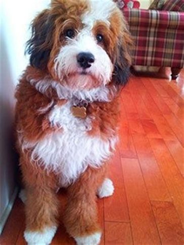 Saint Berdoodle (Loyal St Bernard Poodle Mix) sitting on the floor