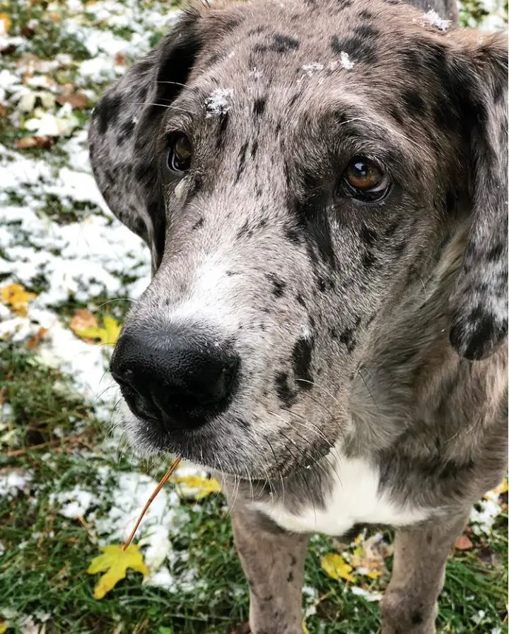 Saint Dane with dotted black on its grey coat and white fur on its chest