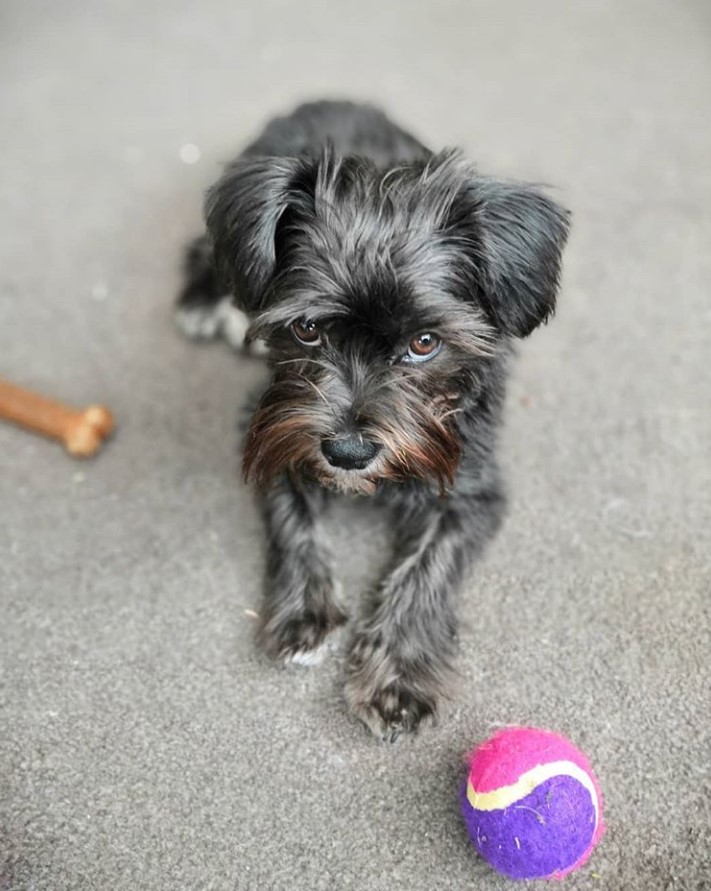 Schnau-Tzu lying down on the floor with a ball and a bone toy