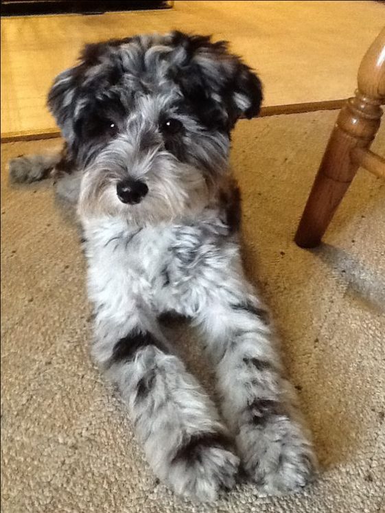 black and white Schnoodle (Schnauzer Poodle mix) resting on the floor Other names: Mini Schnoodle, Miniature Schnoodle, Schnauzerdoodle, Schnauzerpoo.