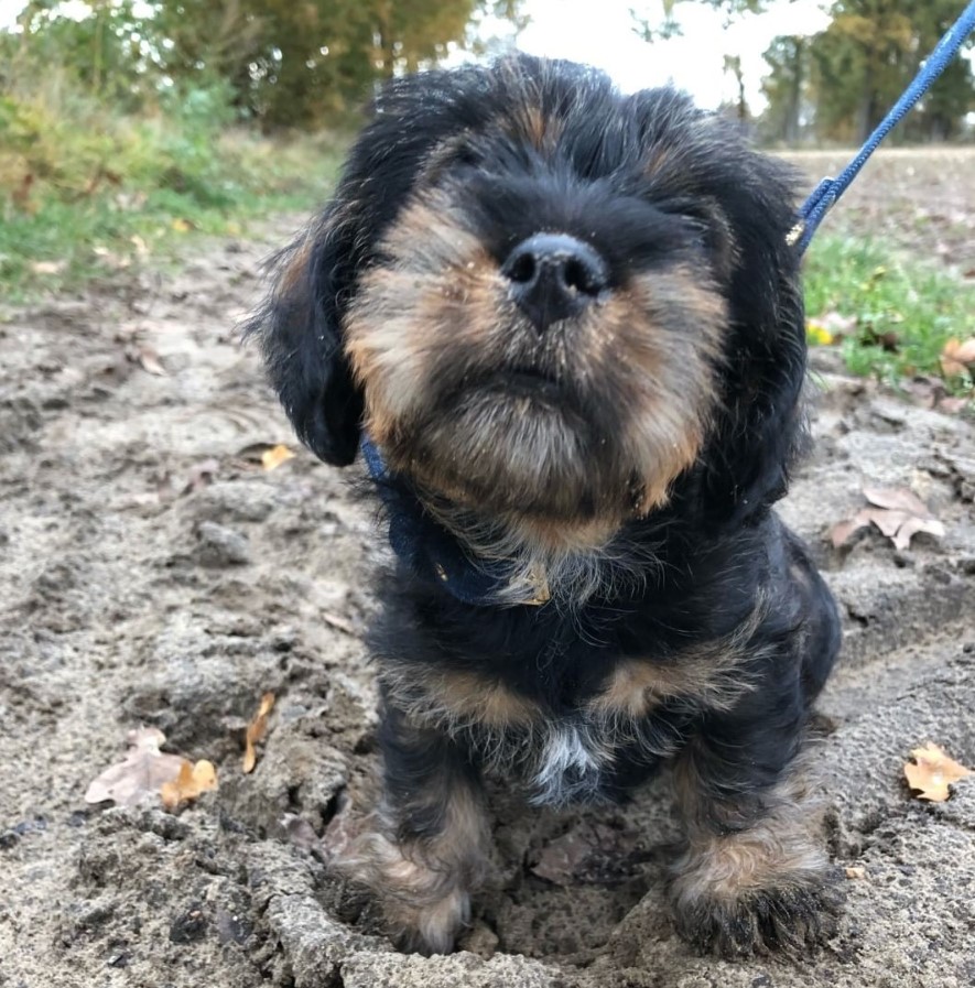 Schweenie standing on the ground in the forest