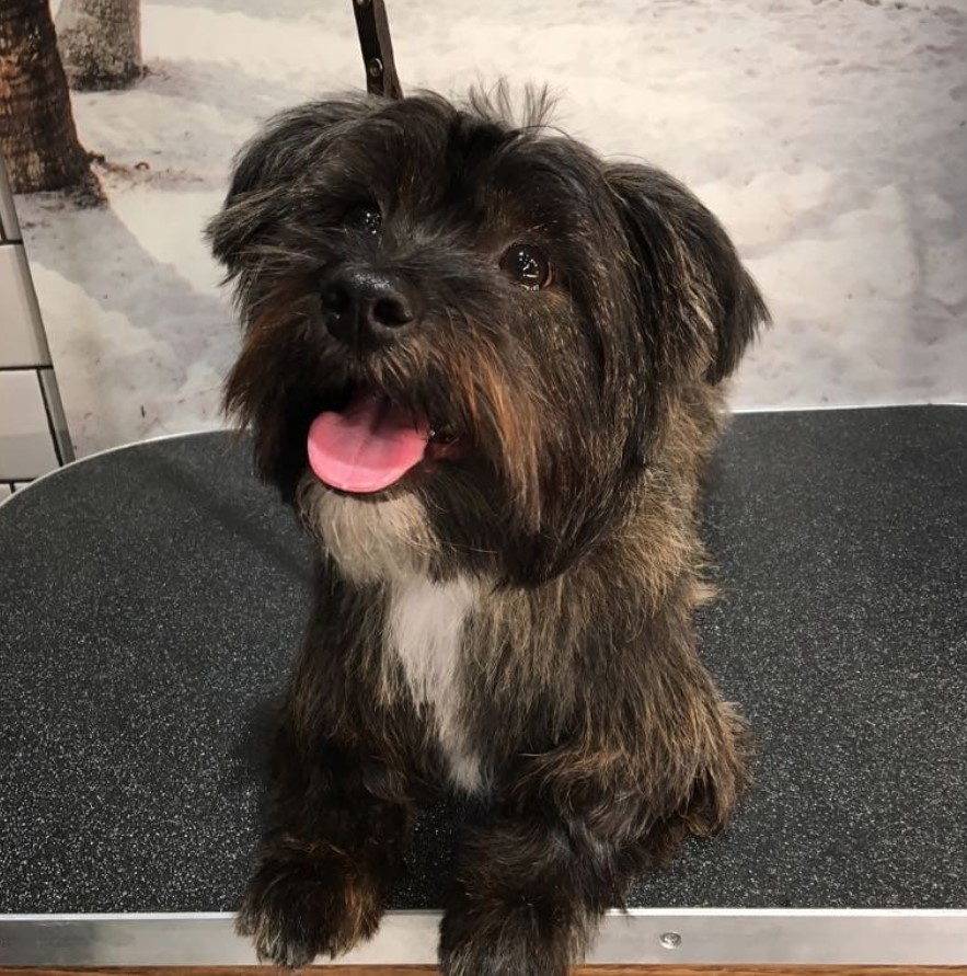 a happy Sco-Shi lying down on top of the grooming table