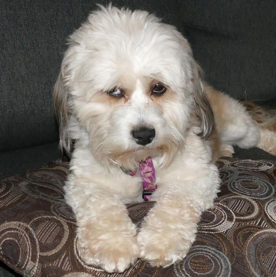 Sheltie Tzu lying on the sofa with its sad face