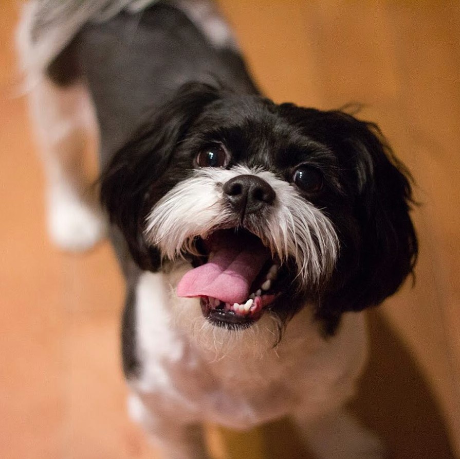 Shichon standing on the floor while looking up excitedly