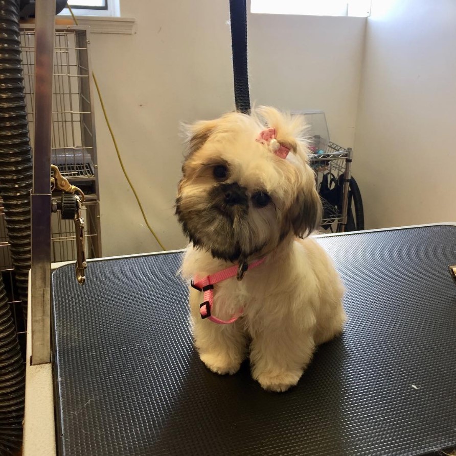 Shiffon sitting on top of the grooming table while tilting its head