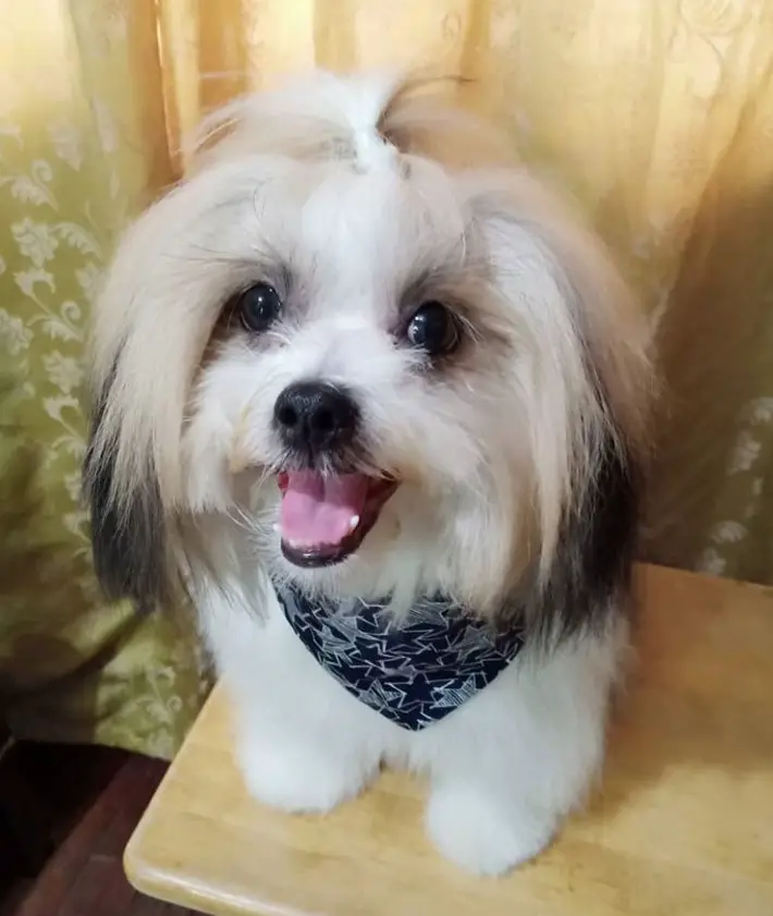 Shih Apso sitting on the table while smiling