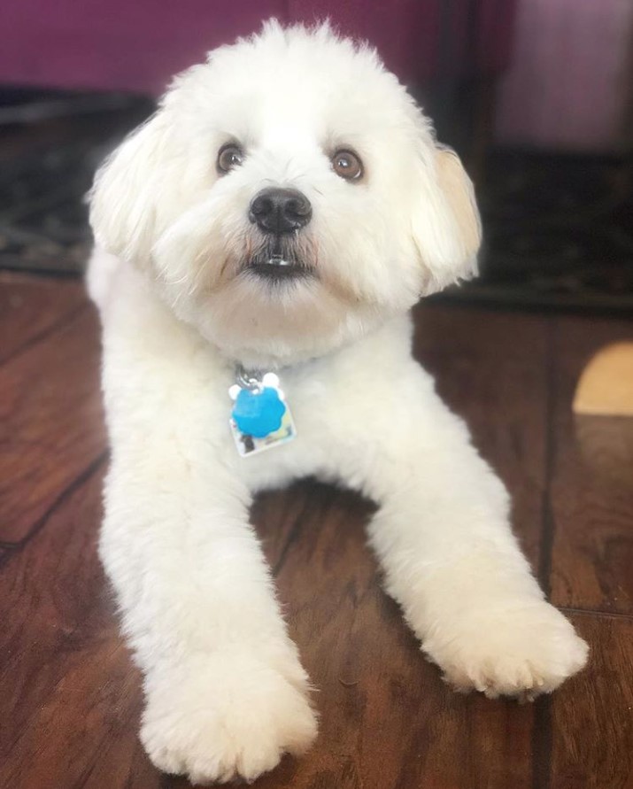 Shih-Mo lying on the floor while looking up with its begging face