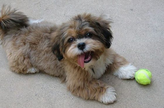 Shih Poo (Shih Tzu Poodle Mix) with a ball and tongue sticking out, Other names: Shihpoo, Shih-Doodle, Shihdoodle, Shi Poo, Shi-Poo, Shipoo.
