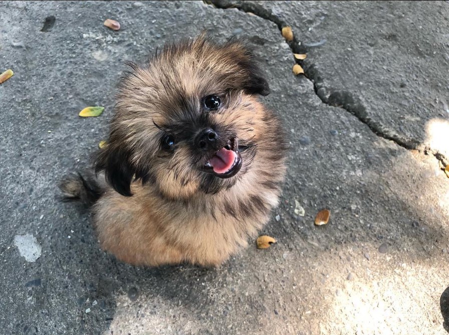 a happy Shiranian sitting on the concrete