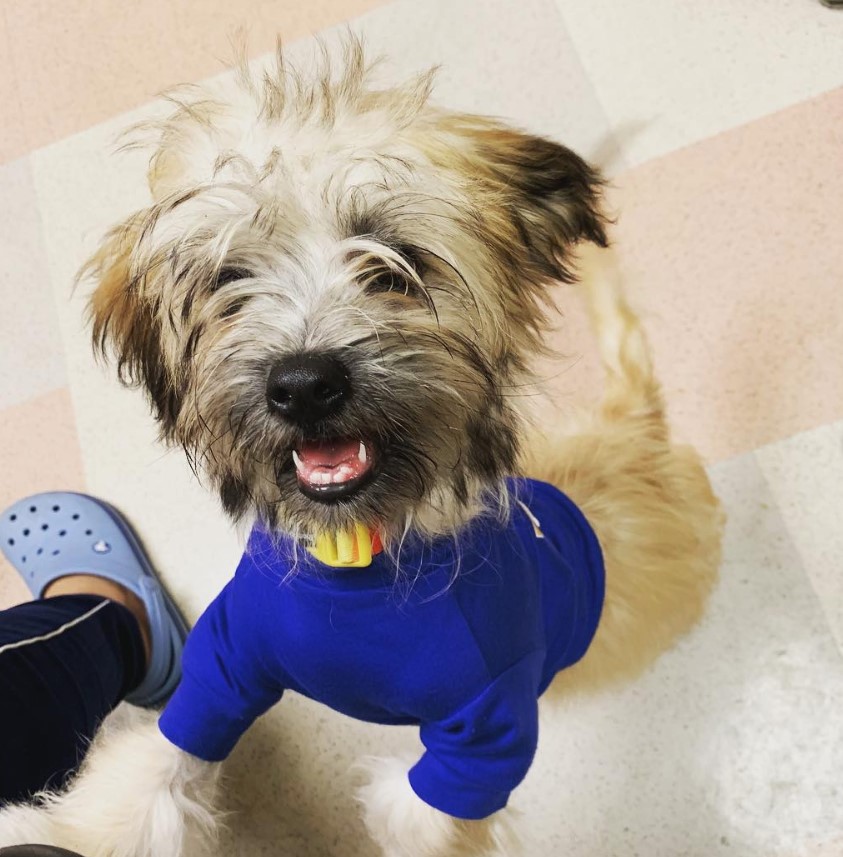 Shorkie Tzu standing up while smiling