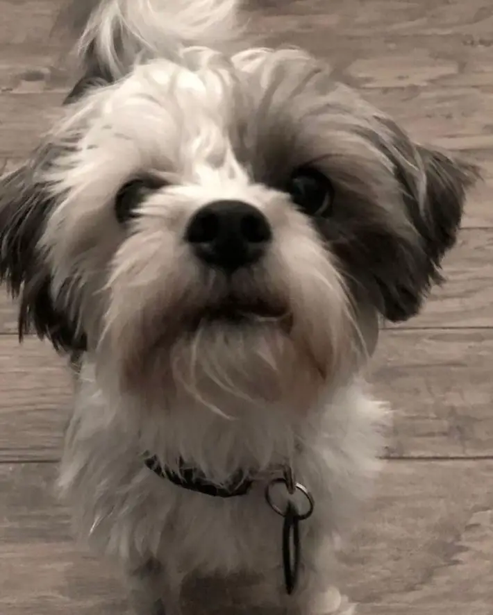 Silky Tzu standing on the floor with its begging face