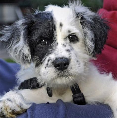 Standard Border Schnollie puppy