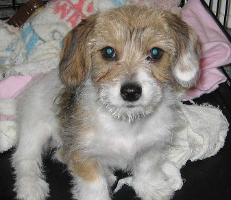 Toy Fo-Tzu sitting on the bed