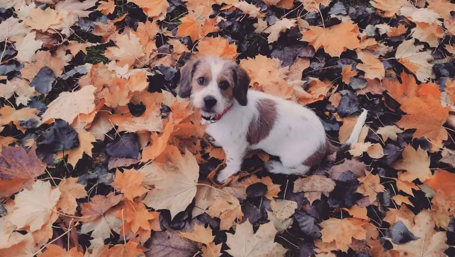 Tzu Basset sitting on top of the dried maple leaves on the ground