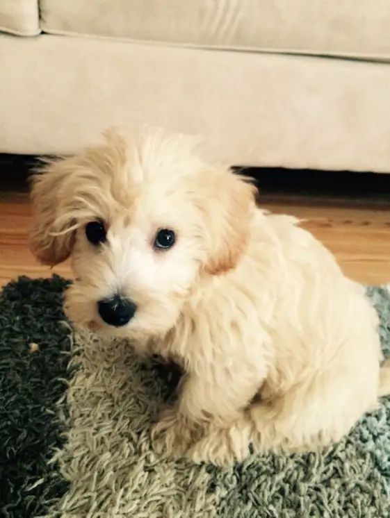 Westiepoo (Poodle West Highland White Terrier Mix) sitting in a carpet