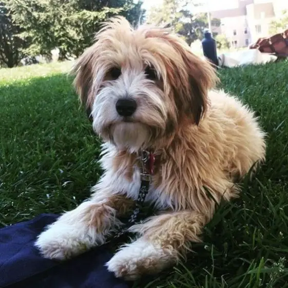 cute Whoodle (Soft-Coated Wheaten Terrier Poodle Mix) resting in the grass