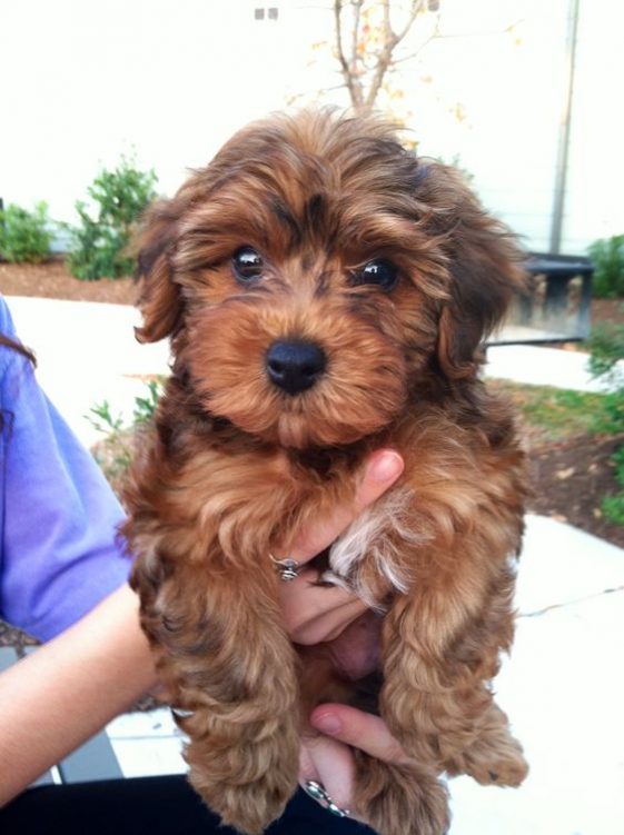 holding brown Yorkipoo (Yorkshire Terrier Poodle Mix) Other names: Yorkie-Poo, Yorkiepoo, Yo-Yopoo, Yorkiedoodle.