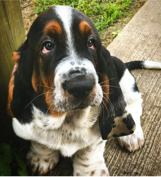 A Basset Hound puppy sitting on the pavement while looking up with its tired eyes