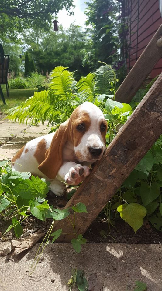 Basset Hound puppy in the garden