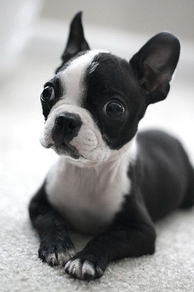 Boston Terrier puppy lying down on the floor with its scared face