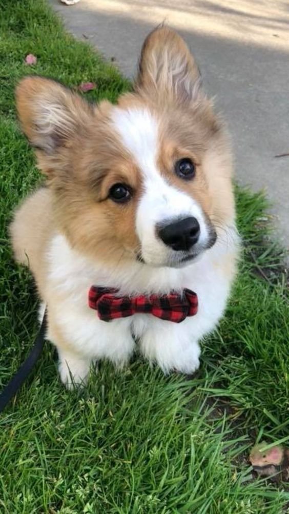 Corgi sitting wearing a ribbon on its neck outdoors