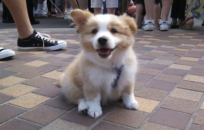 corgi puppy sitting on the ground