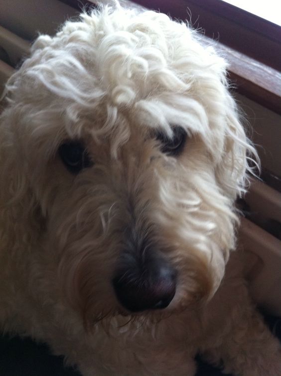 A white Goldendoodle lying on the floor