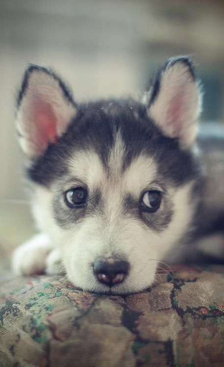 adorable husky puppy lying on the couch