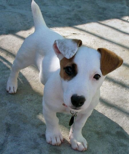 Jack Russell Terrier puppy